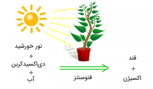 فوتوسنتز در گیاه چگونه اتفاق می‌افتد؟