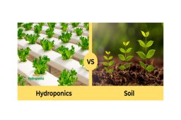 hydropoinc vs soil main 600